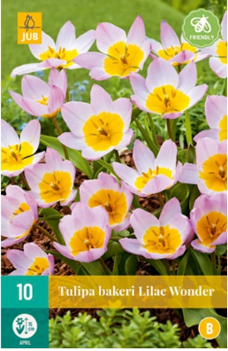 X 10 TULIPA BAKERI LILAC WONDER 6/+