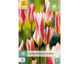 X 10 TULIPA CLUSIANA STELLATA 6/+