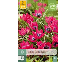 X 10 TULIPA LITTLE BEAUTY 6/+
