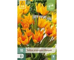 X 10 TULIPA PRAESTANS SHOGUN 8/9