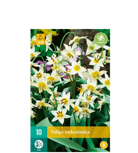 [JUB305199] X 10 TULIPA TURKESTANICA 6/7