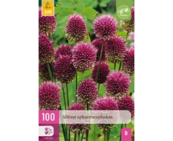 [JUB323620] X 100 ALLIUM SPHAEROCEPHALON 5/6