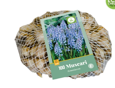 [JUB321250] X 100 MUSCARI ARMENIACUM 7/8