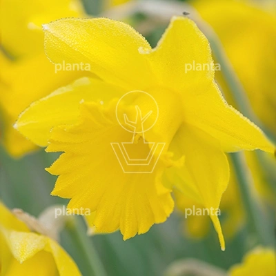 [JUB1050600142] X 100 NARCISSUS GOLDEN HARVEST 14/16