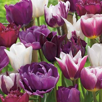 [JUB322300] X 12 TULIPA BLUEBERRY MIX 11/12