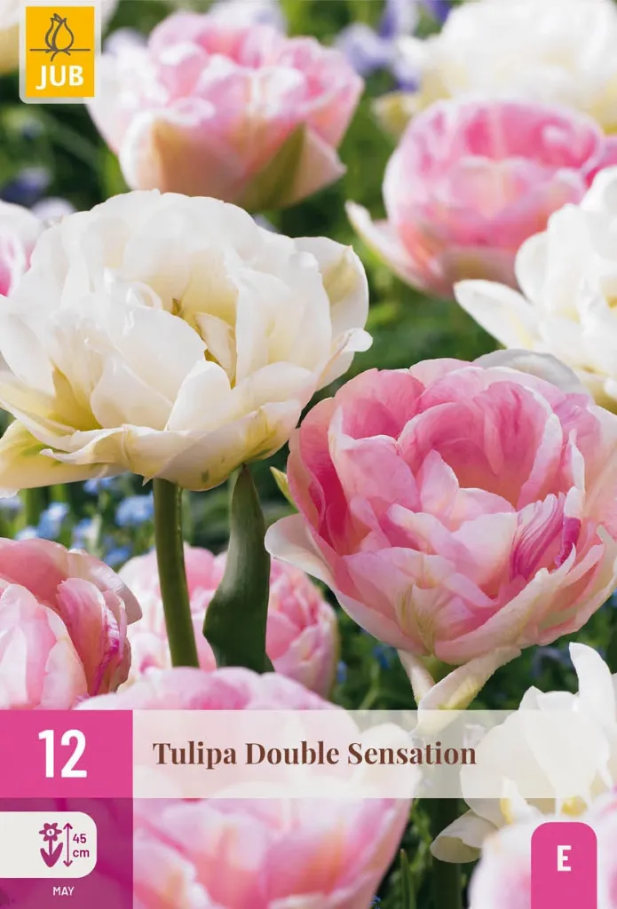 [JUB322400] X 12 TULIPA DOUBLE SENSATION 11/12