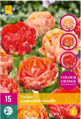 [JUB324510] X 12 TULIPA GUDOSHNIK DOUBLE 11/12