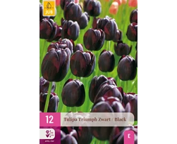 X 12 TULIPA TRIUMPH ZWART 11/12