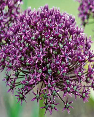 X 15 ALLIUM MIAMI 10/+