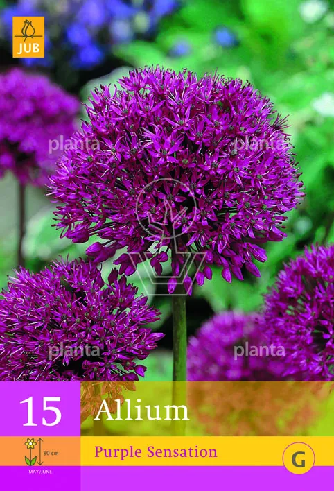 X 15 ALLIUM PURPLE SENSATION 10/12
