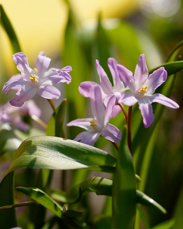 [JUB309160] X 15 CHIONODOXA PINK GIANT 5/6