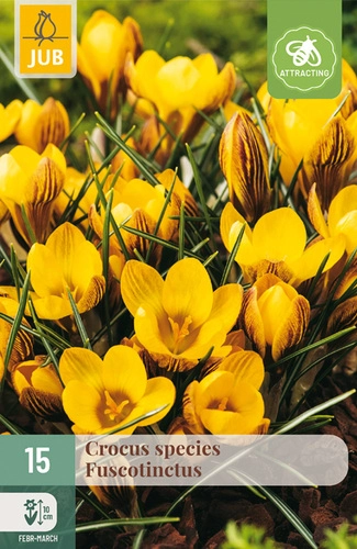 [JUB307690] X 15 CROCUS FUSCOTINCTUS 5/+