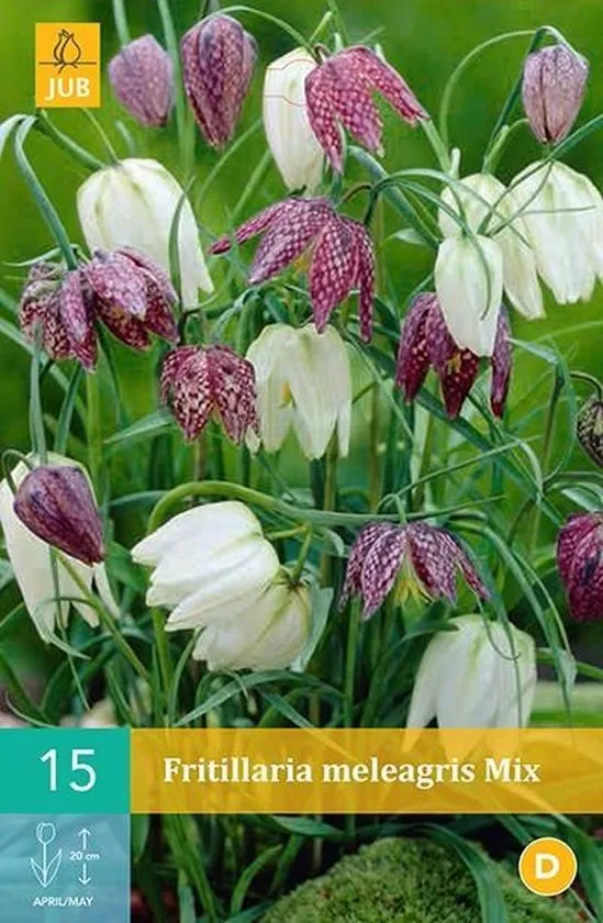 X 15 FRITILLARIA MELEAGRIS  MIX 6/7