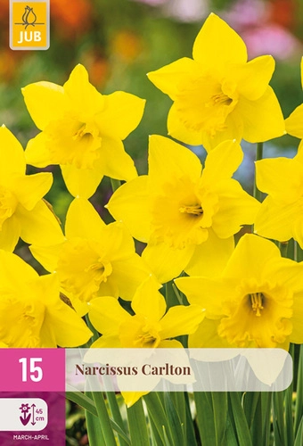X 15 NARCISSUS CARLTON 12/14
