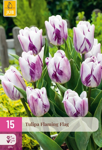[JUB322425] X 15 TULIPA FLAMING FLAG 11/12