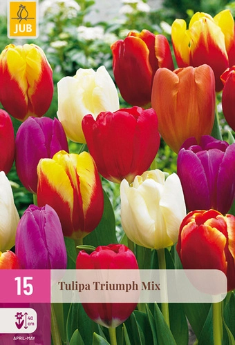 [JUB322760] X 15 TULIPA TRIUMPH MIX 11/12