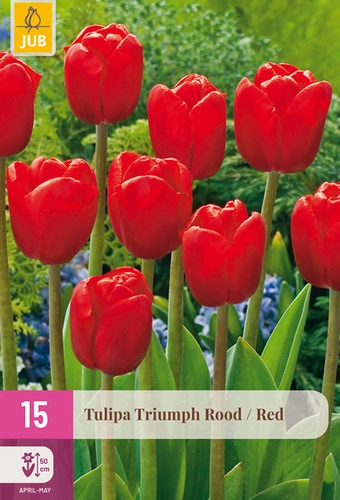 [JUB322720] X 15 TULIPA TRIUMPH ROOD 11/12
