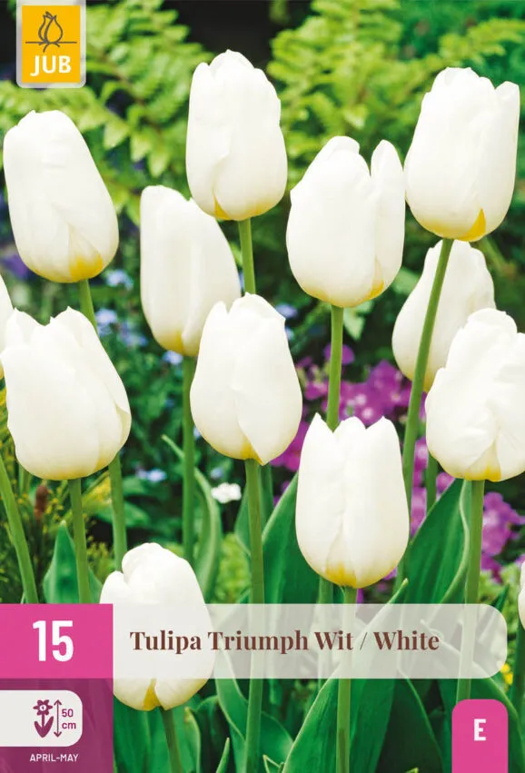 [JUB322740] X 15 TULIPA TRIUMPH WIT 11/12