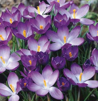 [JUB307750] X 20 CROCUS RUBY GIANT 5/+