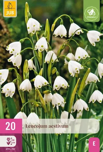 [JUB323780] X 20 LEUCOJUM AESTIVUM 8/9