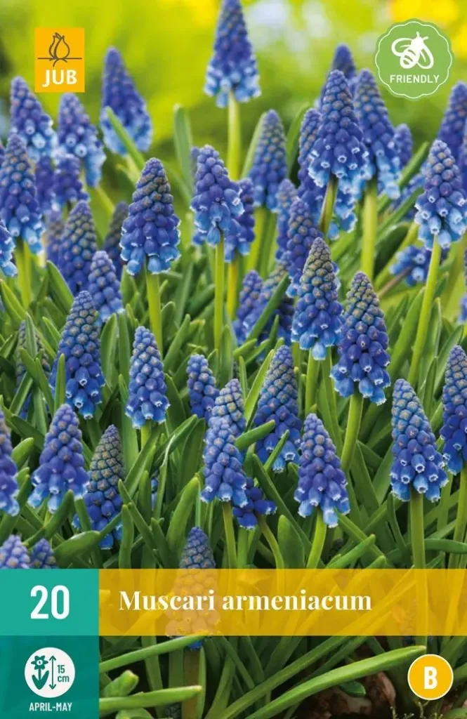X 20 MUSCARI ARMENIACUM 8/9