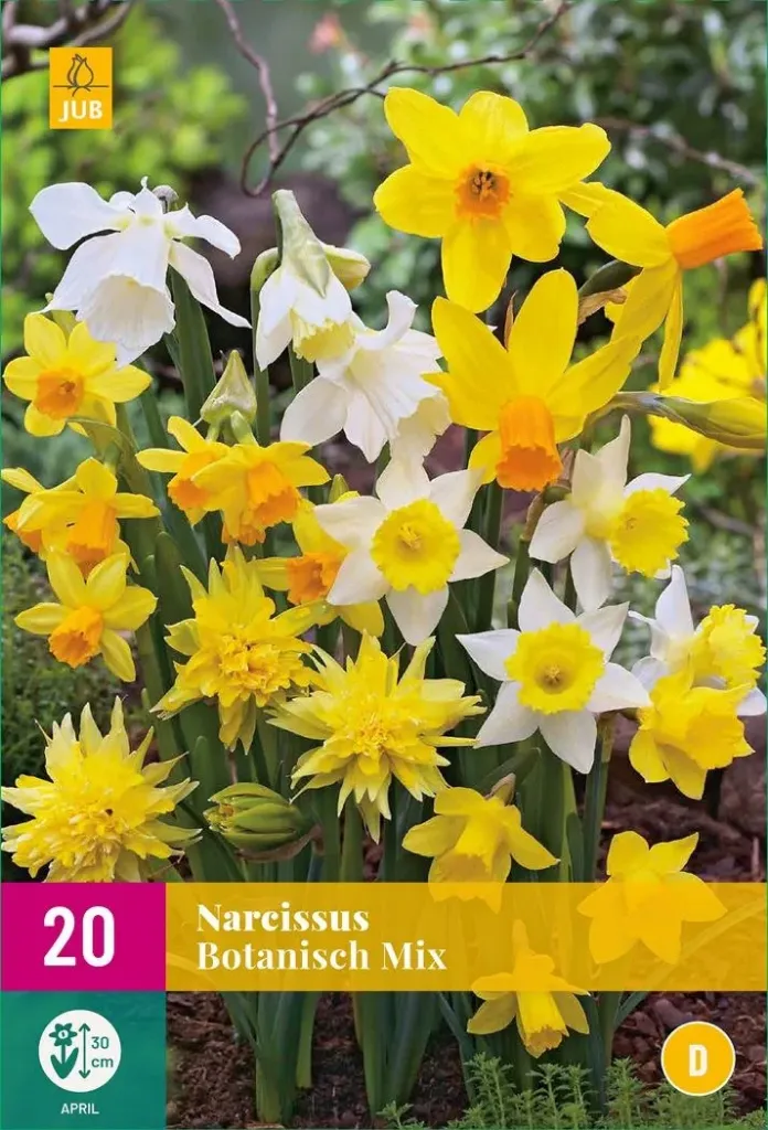 X 20 NARCISSUS BOTANISCH MIX 10/12