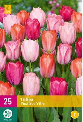 X 20 TULIPA POSITIVE VIBE 11/12