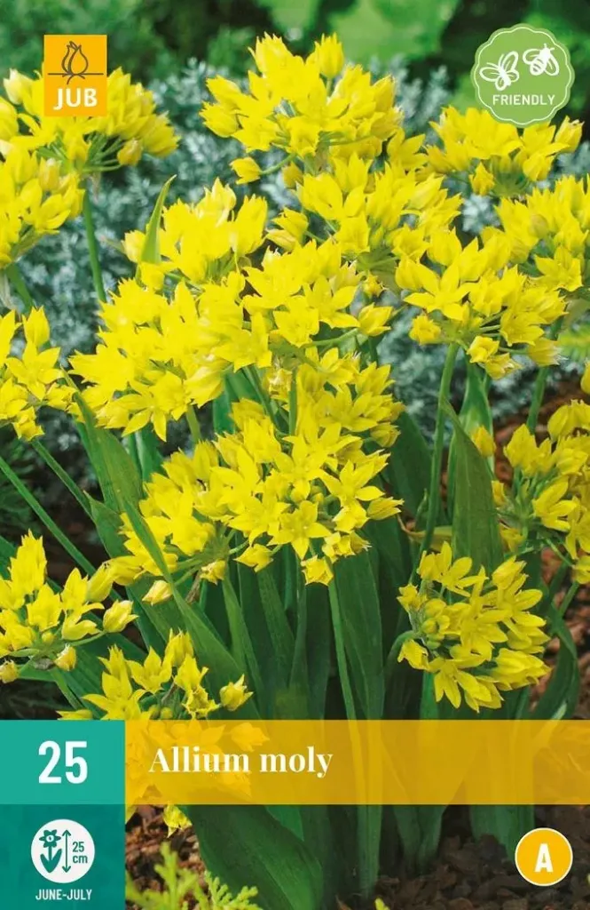 X 25 ALLIUM MOLY 4/5