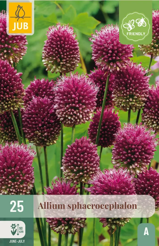 [JUB308360] X 25 ALLIUM SPHAEROCEPHALON 5/6