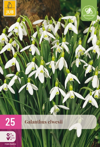 [JUB323740] X 25 GALANTHUS ELWESII 5/6