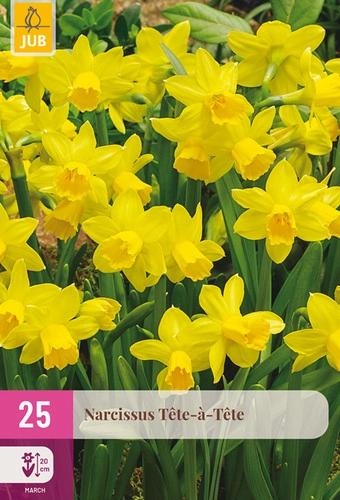 X 25 NARCISSUS  TETE-A-TETE 10/11