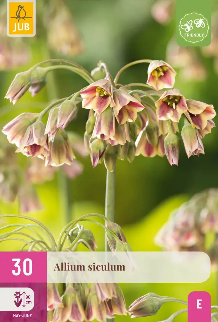 X 30 ALLIUM SICULUM 8/10