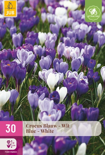 [JUB323320] X 30 CROCUS BLAUW - WIT 7/8