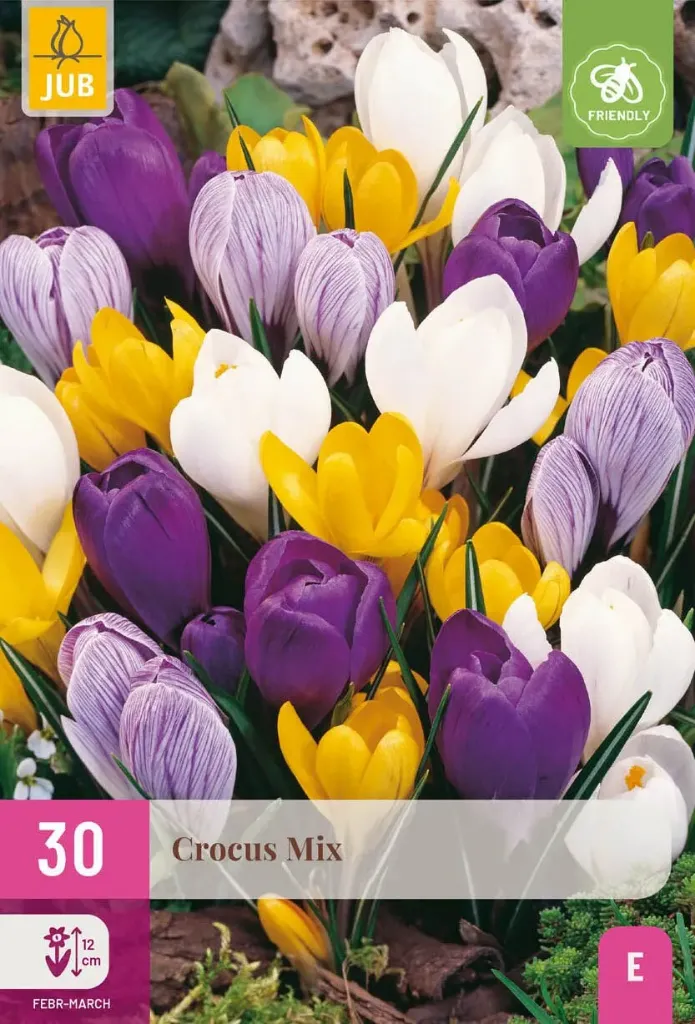 X 30 CROCUS GROOTBLOEMIG MIX 7/8