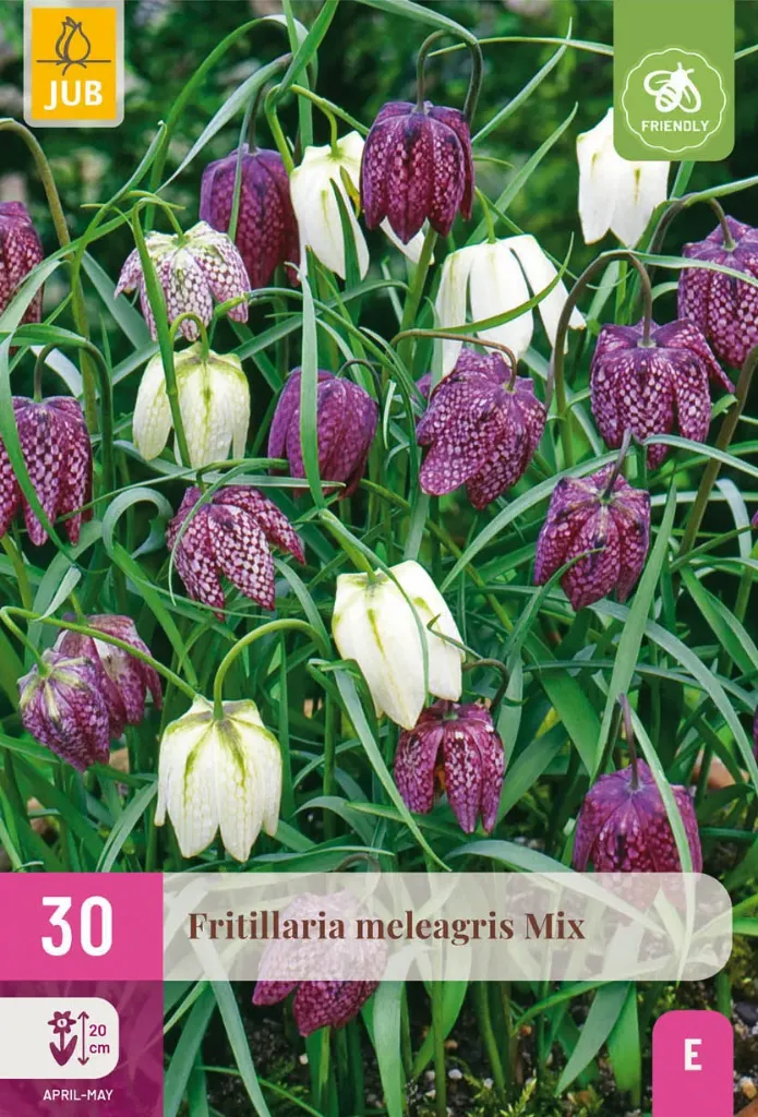 [JUB323655] X 30 FRITILLARIA MELEAGRIS MIX 6/7