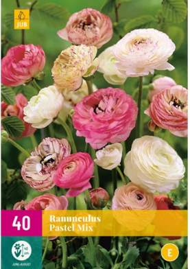 [JUB133058] X 40 RANUNCULUS PASTEL MIX  VJ-NJ 5/6