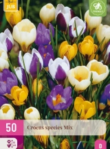 [JUB323420] X 50 CROCUS SPECIES MIX 5/+