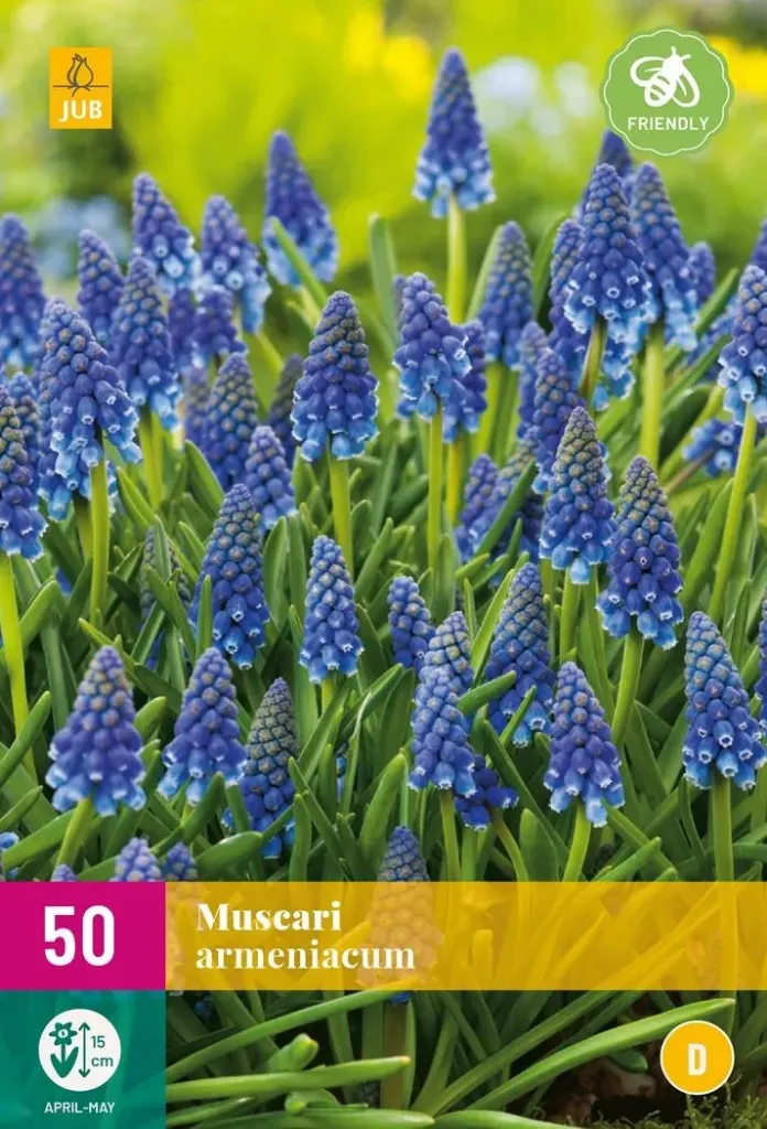 X 50 MUSCARI ARMENIACUM 8/9
