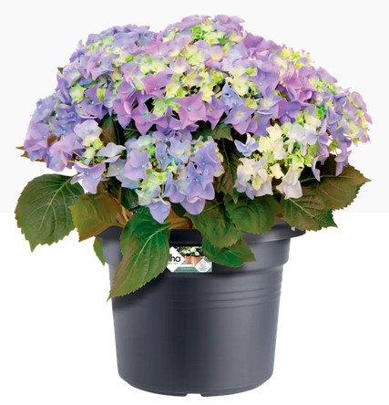 [31221] GREEN BASICS CILINDER LIVING BLACK (45 CM)