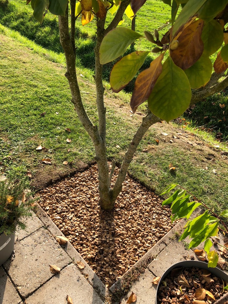 [NOC14] NOCCIOLO ABRIKOOS BB 1000L - 30 M²