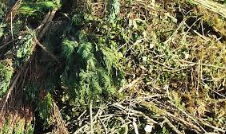 [GAG] GROENAFVAL: GEMENGD / TON