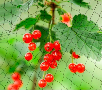 [TUINNET10X10] VOGELNET (10 X 10 M)