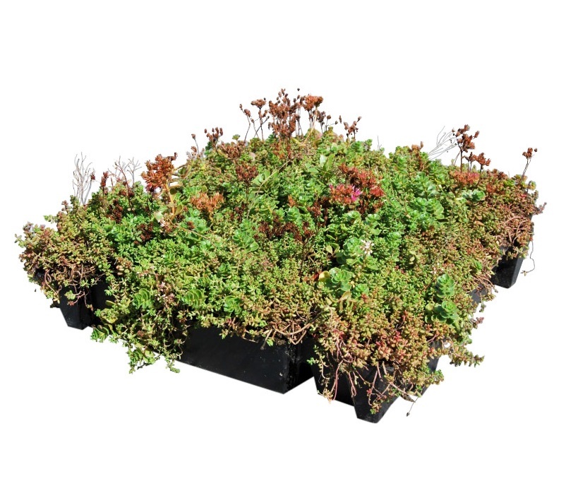 SEDUM TEGEL (Herbaroof)  -