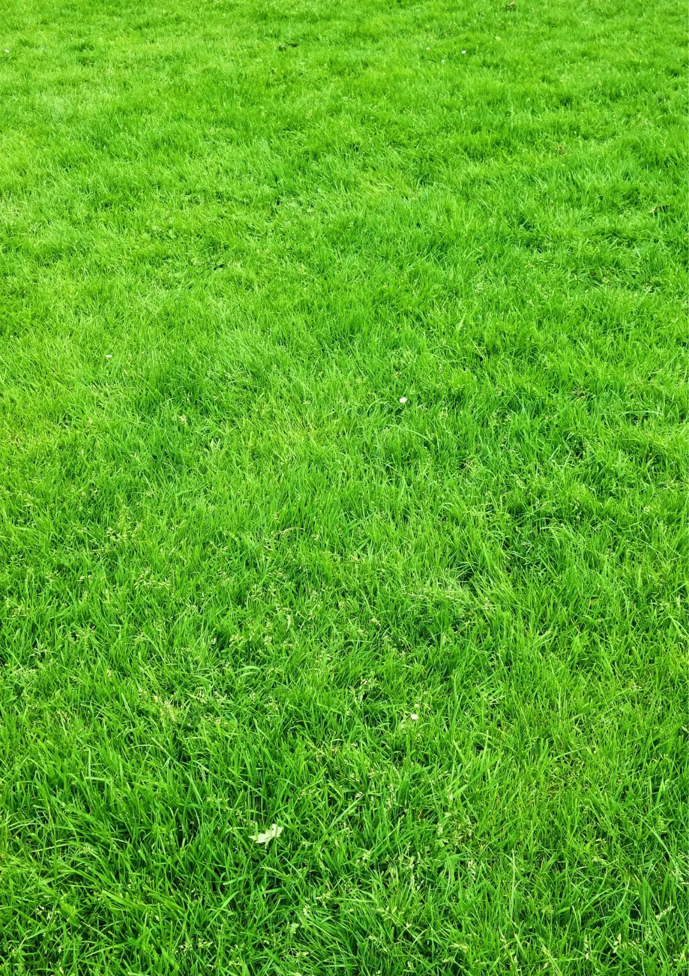 [TPTRFECO] - GRASZAAD TOPTURF ECONOMY - 15 KG