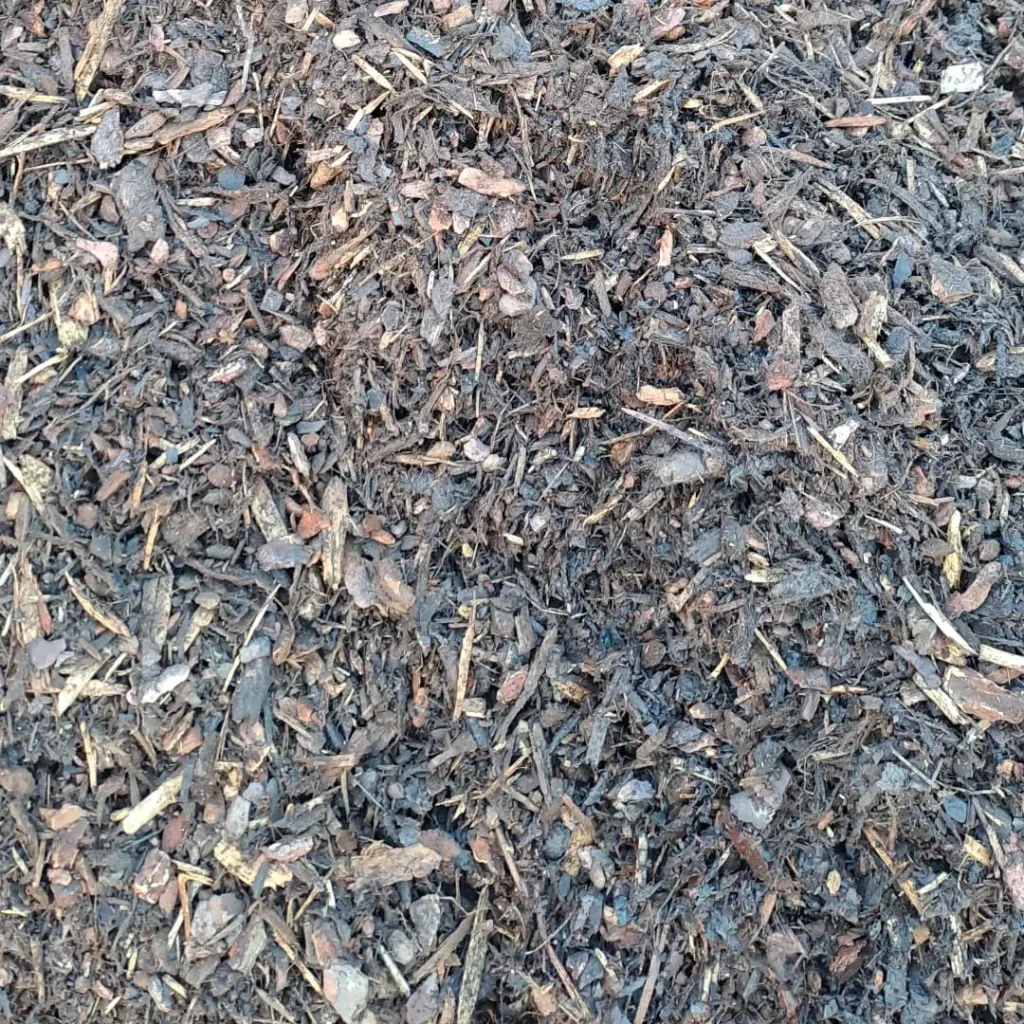 SYLVESTER 10/20  BULK