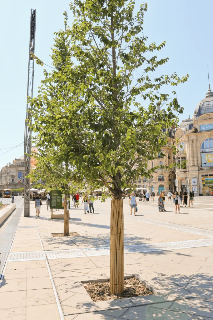 [1.902.06] BAMBOE BOOMBESCHERMER 300X180CM